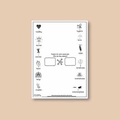 Y2 Science (Animals, including Humans) Word Connections WC