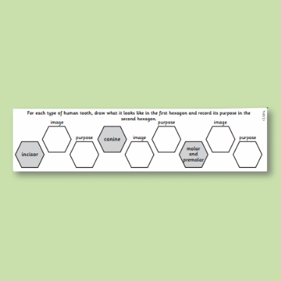 Image of Year 4 Science (Animals, including Humans) Pre-Filled Thinking Hard CUSP Resource