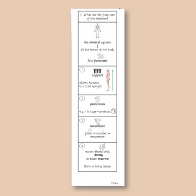 Image of Year 07 Science (The Skeletal and Muscular System - Block A) Knowledge Notes CUSP ResourceAccess Autumn 58.5x234mm Printed in Black; 2 Leaf Set in pads of 16