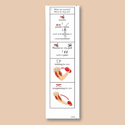 Image of Year 07 Science (The Skeletal and Muscular System - Block B) Knowledge Notes CUSP ResourceAccess Autumn 58.5x234mm Printed in Black; 2 Leaf Set in pads of 16