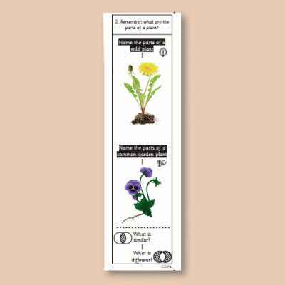 Y1 Science (Revisit: Plants) 1 Knowledge Notes KN