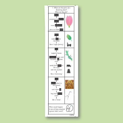 Y3 Science (Plants) Knowledge Notes KN