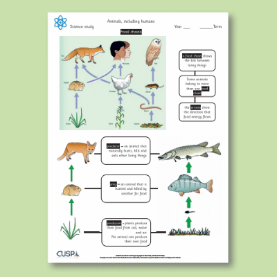 Y4 Science (Animals, Including Humans - Food Chains) Knowledge Organiser KO