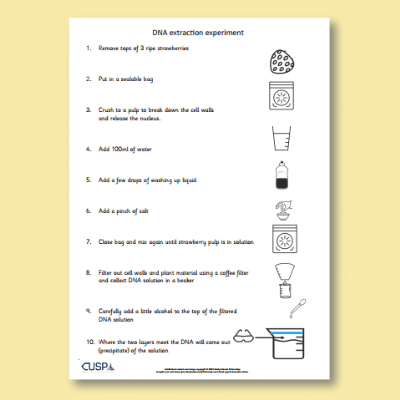 Y6 Science (Evolution and inheritance) AR1 DNA Experiment Instructions