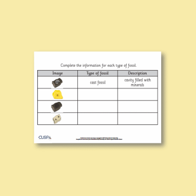 Y6 Science (Evolution and inheritance) AR2 Types of Fossil