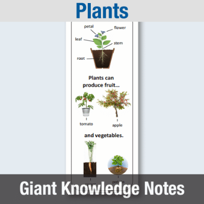 EYFS Plants - Giant Knowledge Notes GKN