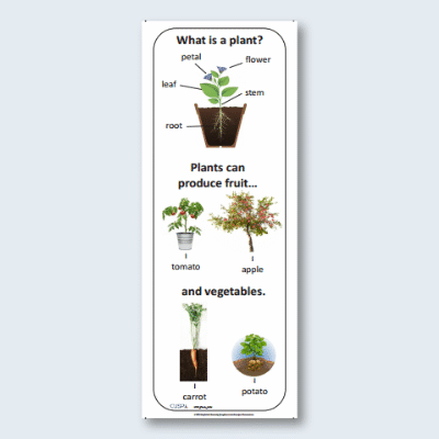 EYFS Plants - Giant Knowledge Notes GKN