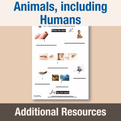 Image of Year 1 Science (Animals, including Humans) AR High Frequency Transferable Words CUSP Resource