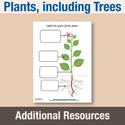 Image of Year 1 Science (Plants, including Trees) AR3 Label the parts of a plant CUSP Resource