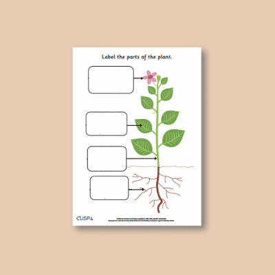 Image of Year 1 Science (Plants, including Trees) AR3 Label the parts of a plant CUSP Resource