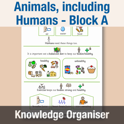 Image of Year 02 Science (Animals, including Humans - Block A) Knowledge Organiser CUSP ResourceAccess Autumn 195x277mm Printed in Black;    1 Leaf Set in pads of 16