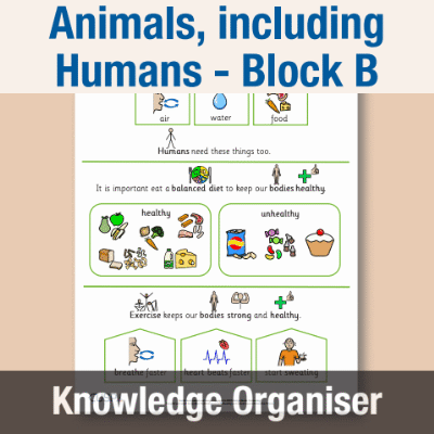 Image of Year 02 Science (Animals, including Humans - Block B) Knowledge Organiser CUSP ResourceAccess Autumn 195x277mm Printed in Black;    1 Leaf Set in pads of 16