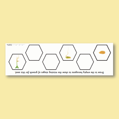 Image of Year 2 Science (Plants) Pre-Filled Thinking Hard  CUSP Resource