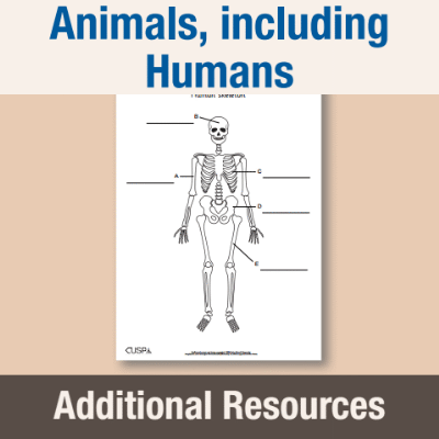 Image of Year 3 Science (Animals, including Humans) AR Label the Bones of the Body CUSP Resource