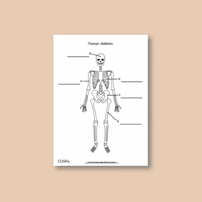 Image of Year 3 Science (Animals, including Humans) AR Label the Bones of the Body CUSP Resource