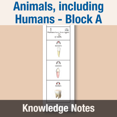 Image of Year 04 Science (Animals, including Humans - Block A) Knowledge Notes CUSP ResourceAccess Autumn 58.5x234mm Printed in Black;    3 Leaf Set in pads of 16