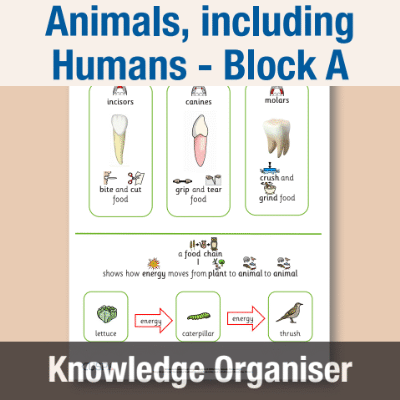 Image of Year 04 Science (Animals, including Humans - Block A) Knowledge Organisers CUSP ResourceAccess Autumn 195x277mm Printed in Black;    1 Leaf Set in pads of 16