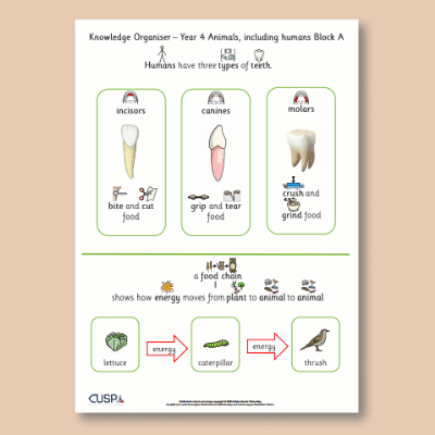 Image of Year 04 Science (Animals, including Humans - Block A) Knowledge Organisers CUSP ResourceAccess Autumn 195x277mm Printed in Black;    1 Leaf Set in pads of 16