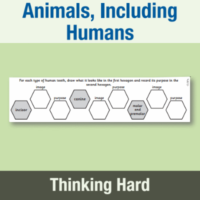 Y4 Science (Animals, Including Humans) Pre-Filled Thinking Hard