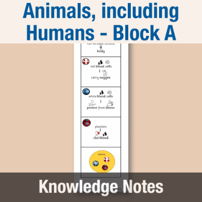 Image of Year 05 Science (Animals, including Humans - Block A) Knowledge Notes CUSP ResourceAccess Autumn 58.5x234mm Printed in Black;    3 Leaf Set in pads of 16