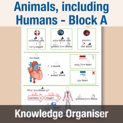Image of Year 05 Science (Animals, including Humans - Block A) Knowledge Organiser CUSP ResourceAccess Autumn 195x277mm Printed in Black;    1 Leaf Set in pads of 16