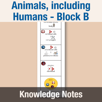 Image of Year 05 Science (Animals, including Humans - Block B) Knowledge Notes CUSP ResourceAccess Autumn 58.5x234mm Printed in Black;    4 Leaf Set in pads of 16