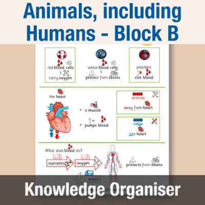 Image of Year 05 Science (Animals, including Humans - Block B) Knowledge Organiser CUSP ResourceAccess Autumn 195x277mm Printed in Black;    1 Leaf Set in pads of 16