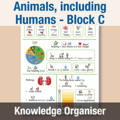 Image of Year 05 Science (Animals, including Humans - Block C) Knowledge Organiser CUSP ResourceAccess Autumn 195x277mm Printed in Black;    1 Leaf Set in pads of 16
