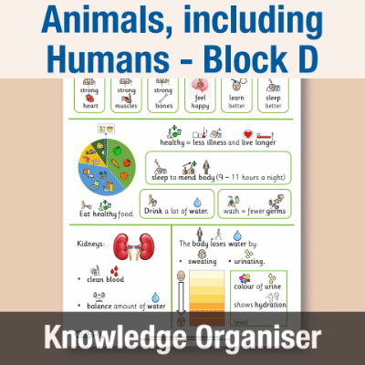 Image of Year 05 Science (Animals, including Humans - Block D) Knowledge Organiser CUSP ResourceAccess Autumn 195x277mm Printed in Black;    1 Leaf Set in pads of 16