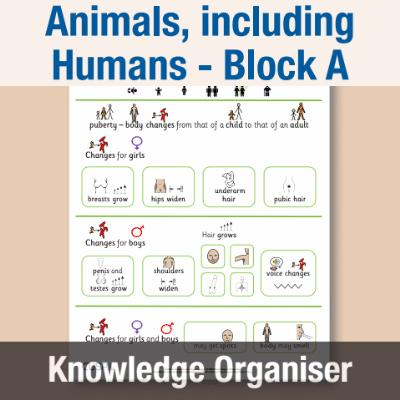 Image of Year 06 Science (Animals, including Humans - Block A) Knowledge Organiser CUSP ResourceAccess Autumn 195x277mm Printed in Black;    1 Leaf Set in pads of 16