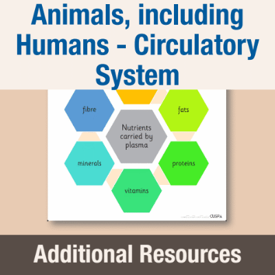 Y6 Science (Animals, including Humans - Circulatory System) AR1 Nutrients Carried by Plasma