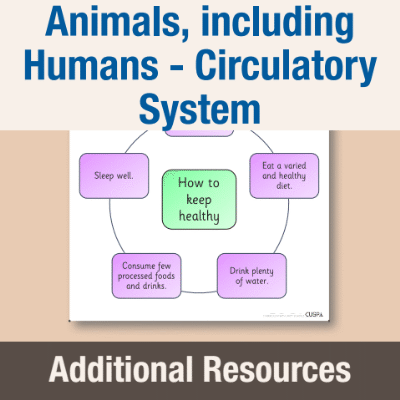 Y6 Science (Animals, including Humans - Circulatory System) AR2 How to Keep Healthy