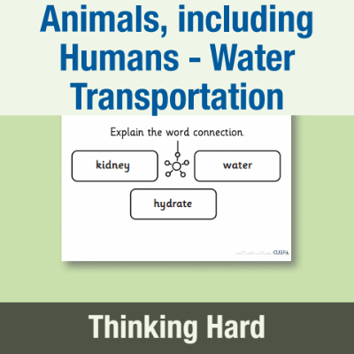 Image of Year 6 Science (Animals, including Humans - Water Transportation) Pre-Filled Thinking Hard CUSP Resource