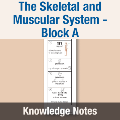 Image of Year 07 Science (The Skeletal and Muscular System - Block A) Knowledge Notes CUSP ResourceAccess Autumn 58.5x234mm Printed in Black;    2 Leaf Set in pads of 16
