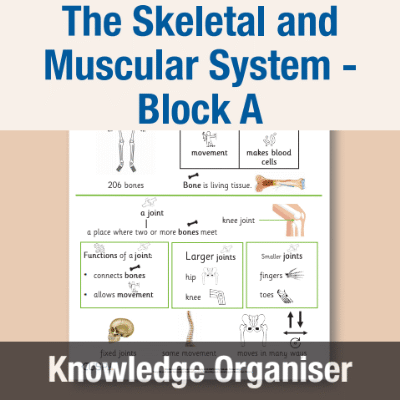 Image of Year 07 Science (The Skeletal and Muscular System - Block A) Knowledge Organiser CUSP ResourceAccess Autumn 195x277mm Printed in Black;    1 Leaf Set in pads of 16