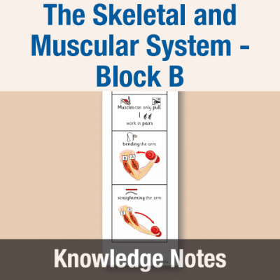 Image of Year 07 Science (The Skeletal and Muscular System - Block B) Knowledge Notes CUSP ResourceAccess Autumn 58.5x234mm Printed in Black;    2 Leaf Set in pads of 16