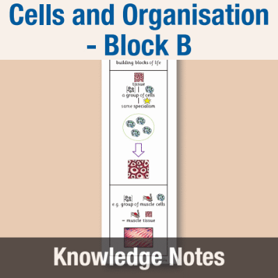 Image of Year 08 Science (Cells and Organisation - Block B) Knowledge Notes CUSP ResourceAccess Autumn 58.5x234mm Printed in Black;    2 Leaf Set in pads of 16