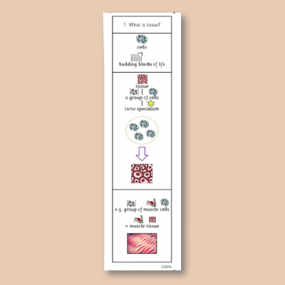 Image of Year 08 Science (Cells and Organisation - Block B) Knowledge Notes CUSP ResourceAccess Autumn 58.5x234mm Printed in Black;    2 Leaf Set in pads of 16