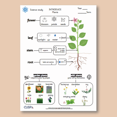 Y1 Science (Plants, including Trees) Knowledge Organiser KO