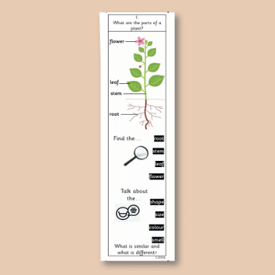 Y1 Science (Introduce Plant - Trees) Knowledge Notes SKN