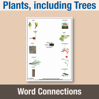 Image of Year 1 Science (Plants, including Trees) Word Connections WC CUSP Resource