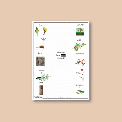 Y1 Science (Plants, including Trees) Word Connections WC