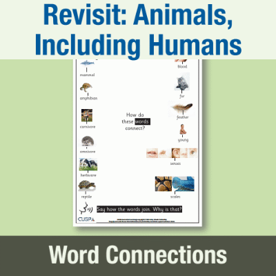 Image of Year 1 Science (Revisit: Animals, Including Humans) Word Connections WC CUSP Resource