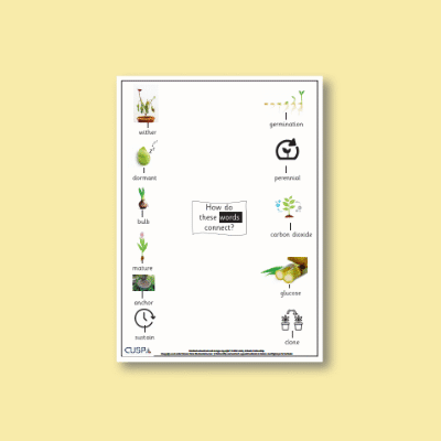 Y2 Science (Plants) Word Connections WC