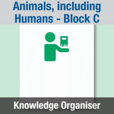 Image of Year 03 Science (Animals, including Humans - Block C) Knowledge Organiser CUSP ResourceAccess Summer 195x277mm Printed in Black;    1 Leaf Set in pads of 16