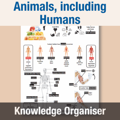 Image of Year 3 Science (Animals, including Humans) Knowledge Organiser KO CUSP Resource