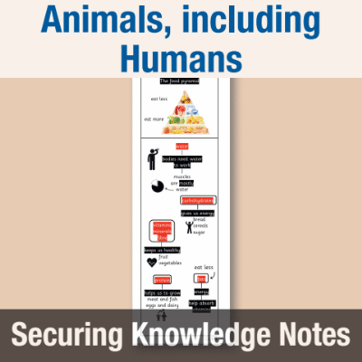 Image of Year 3 Science (Animals, including Humans) Knowledge Notes SKN CUSP Resource
