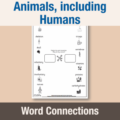 Image of Year 3 Science (Animals, including Humans) Word Connections WC CUSP Resource