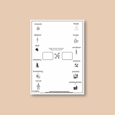 Y3 Science (Animals, including Humans) Word Connections WC