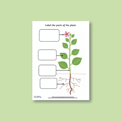 Y3 Science (Plants) AR Label the Parts of a Plant